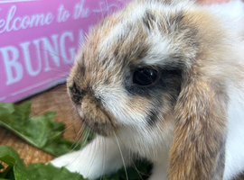 Pure Bred Mini Lops for sale