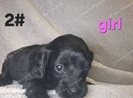 Cockapoo puppies
