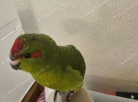 Tame kakariki chicks