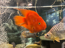Kong parrot fish