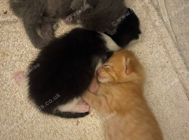 Ginger kitten