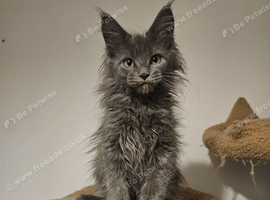 MAINE COON PEDIGREE BLUE BOY KITTEN FOR SALE
