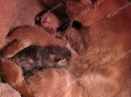 2 male kittens