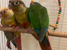 Baby conures