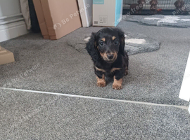Beautiful litter of dachshund puppies