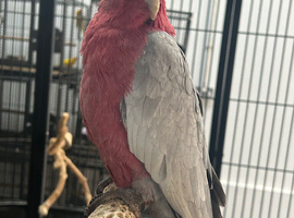 Hand Reared Baby Galah Cockatoos