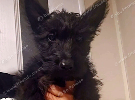 Scottish terrier boys