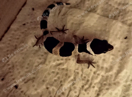 Leopard gecko babies