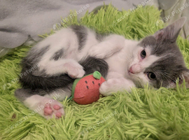 Striking Blue and White male kitten     RE AVAILABLE    Ready to Leave