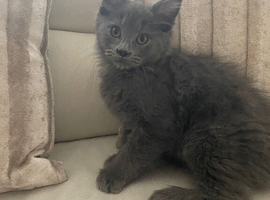 Adorable Grey Maine Coon x Ragdoll boy