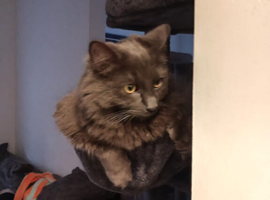 Russian blue cats