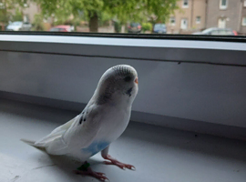 Beautiful baby budgies