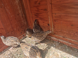 Quails for sale