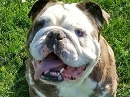 British bulldog stud