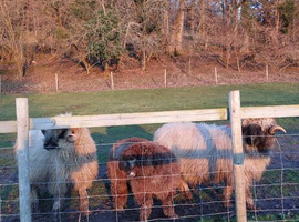 Valais boys and one Ryeland tup