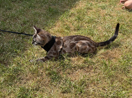 Seal Mink Bengal Queen