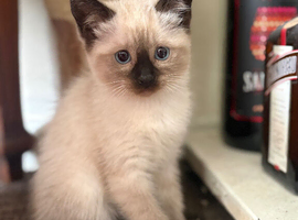 1 girl available lovely Siamese chocolate point kittens