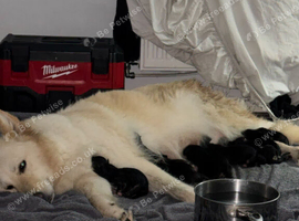German shepard x collies