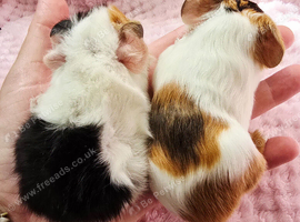 Sow pair