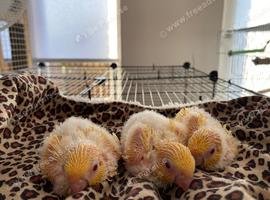 Last baby lineolated parakeet