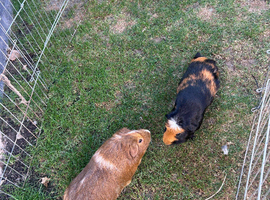 Male Guineas looking for forever homes