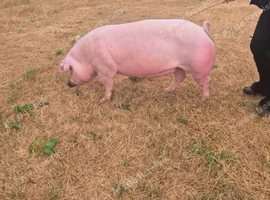 1 show quality pedigree Welsh