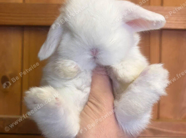 Mini lop