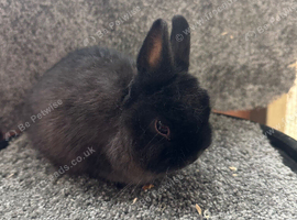 Two Netherland dwarfs
