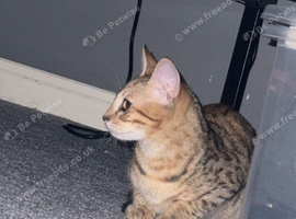 Gorgeous little tabby cross cat for sale