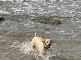 Beautiful 2 Year Old Female Labrador For 5* Home