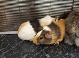 Two female guinea pigs