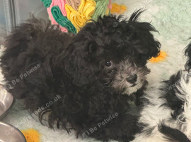 3 beautiful fluffy poodle cross boys