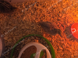 Courtex quails