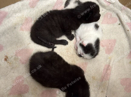 Black kitties