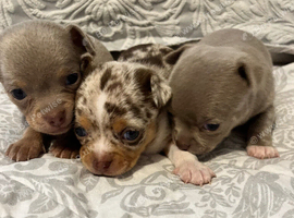 Apple head chihuahuas