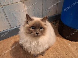 Male ragdoll