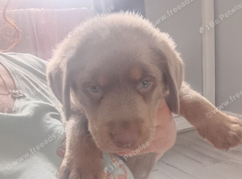 Silver and tan Labrador puppy ready now