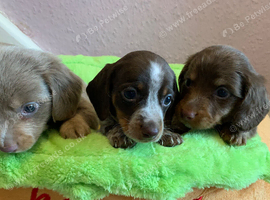 2 long coat miniature dachshund puppies left.