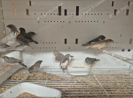 Bengalise finches