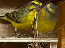Selection of lovely finches