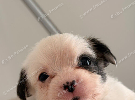Shihtzu x chihuahua