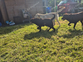 5 chunky little labrador pups. Northern ireland, co.down