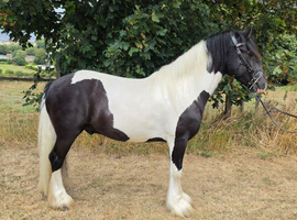 14.3/15hh 4 year old cob gelding
