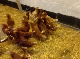 Warren hens pol