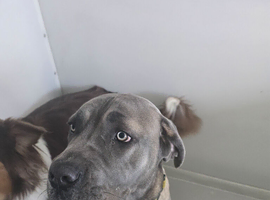 Cane corso bitch