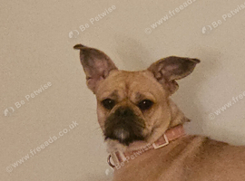 Frenchie cross shiatsu