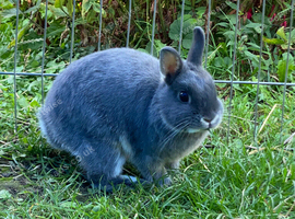 Netherland dwarf female rabbit