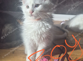 Beautiful white Maine coon kittens