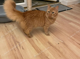 5 year old Ginger boy