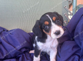 Beautiful Jack Russell Puppies Ready Now